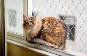 redes de proteção para gatos bh
