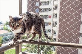 orçamento de redes para gatos bh