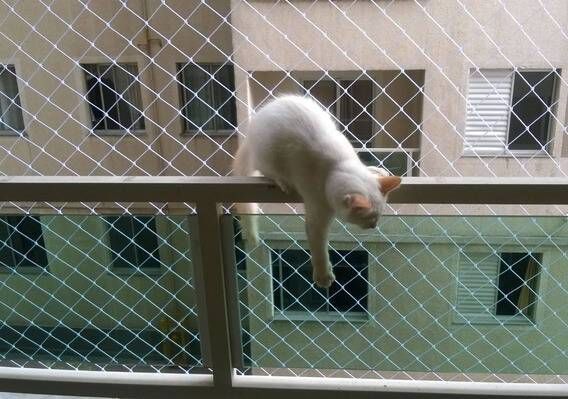 redes de proteção gatos bh