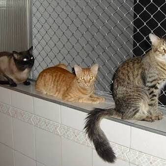 redes de proteção pra pets bh