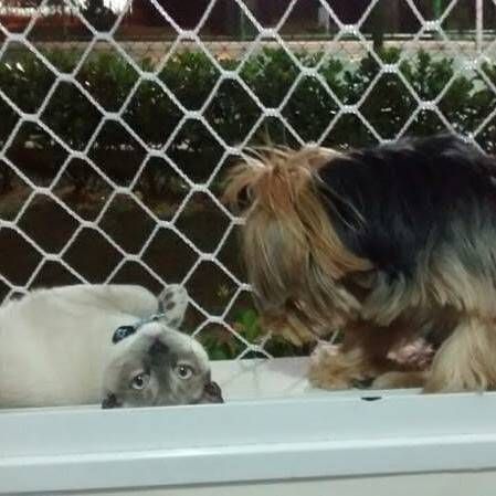 redes para pets bh