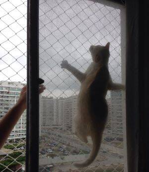 redes de proteção janelas para gatos bh