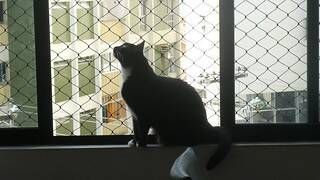 redes de janelas para gatos bh