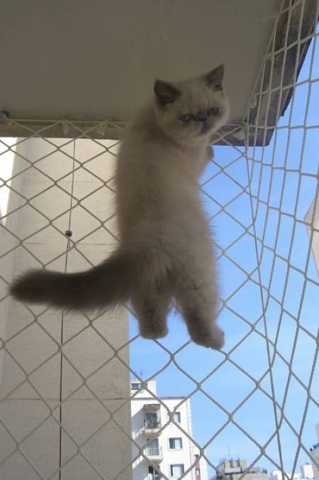 redes de proteção para gatos bh