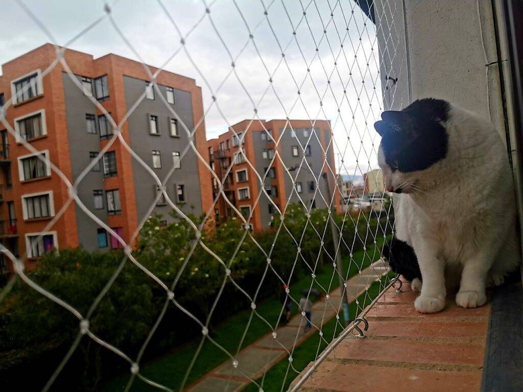 redes de proteção para gatos bh