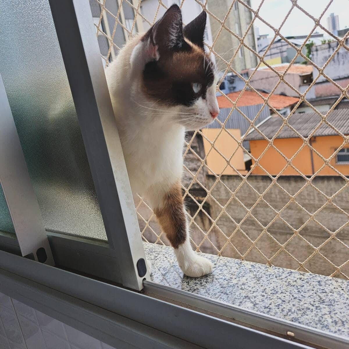 REDES DE PROTEÇÃO PARA GATOS BH - Foto 5