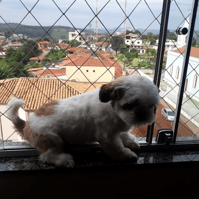 telas de proteção bh